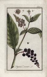Amerikai szőlő vagy cayenne-i, illetve indiai spenót (Phytolacca decandra). Litográfia Johannes Zorn (1739-1799) „Afbeelding der Artseny-Gewassen” című művéből, Hollandia