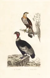 Andok kondor és déli tarajos caracara.