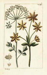 Ánizs vagy ánizs, Pimpinella anisum.