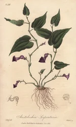 Aristoloche (Aristolochia serpentaria) - Erős víz William Clarke által, John Stephenson és James Morss Churchill "Medical Botanical, Description of the Medicinal Plants of London, Edinburgh and Dublin" című művének illusztrálására, melyet Londonban John Ch