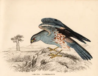 Kőris rétihéja, Circus cineraceus. Kézzel színezett acélmetszet Georg Friedrich Treitschke Természettudományi Galériájából, Naturhistorischer Bildersaal des Thierreiches, Liepzig.