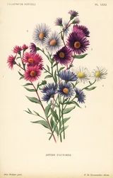 Őszi csillagvirágok: Ruber, Aster novae angliae var. Bowman, Aster novae angliae var. Bowman, Aster amygdalinus és Aster novi belgii Robert Parker. Pieter de Pannemaeker kromolitográfiája Alice Rodigas illusztrációja után f