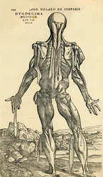 A férfi emberi test hátoldala, egy anatómiai tanulmány, amelyet eredetileg a De Humani Corporis Fabrica Libri Septem (Az emberi test szövetéről hét könyvben) publikált Andreas Vesalius, kiadta Basel