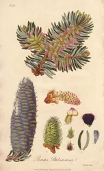 Balzsamfenyő (Abies balsamea) - Erős víz William Clarke által, John Stephenson és James Morss Churchill "Medical Botanical, Description of the Medicinal Plants of London, Edinburgh and Dublin" című művének illusztrálására, amelyet John Churchill adott ki L