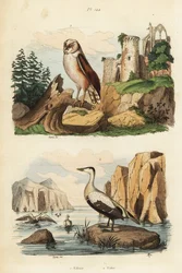 Fülesbagoly, Tyto alba és pehelyréce, Somateria mollissima