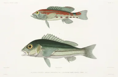 Barred serrano seabass és kék és arany snapper