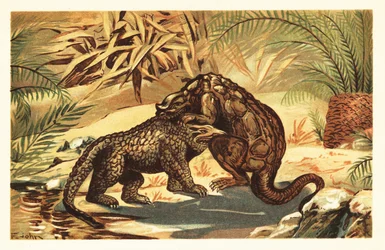 Harc a Megalosaurus bucklandii és az Iguanodon bernissar 1908 között (litográfia)