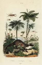 bükk nyest, Martes foina 7, füles, Forficula auricularia 1,2 és páfrányfajták, Filices fajok 3-6