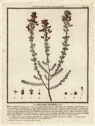 Haranghanga, Erica cinerea.