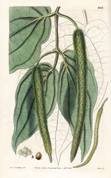 Betel - Betel paprika, Piper betle. Kézzel színezett rézmetszet, Swan által, L. Goulding tiszteletes illusztrációja után, Samuel Curtis "Botanical Magazine," London
