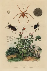 Nagyszemű bogár, Notiophilus biguttatus, hátúszó, Nononecta fajok, nummulite fosszília, sötét bogár, Nyctelia fajok, denevérlégy, Nycteribia fajok