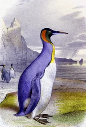 Nagy pingvin, 1850 körül (litográfia)