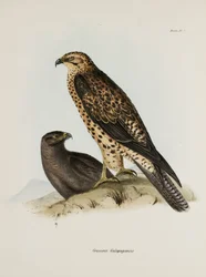 Ragadozó madarak, Galápagos-szigetek, 1832-1836