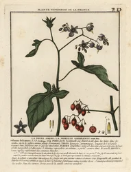 Ebszőlő csucsor, Solanum dulcamara.
