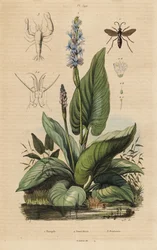 Fekete sávos pókdarázs, Anoplius viaticus 1, csípőfű, Pontederia cordata 2 és őrgarnéla, Anchistus custos 3