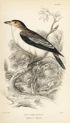 Feketekoronás tityra, Tityra inquisitor (Rufos-fülű fekete sapka, Psaris erythrogenys). William Lizars kézzel színezett acélmetszete William Swainson illusztrációja után Sir William Jardine Naturalist