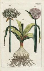 Fekete fokhagyma, Allium nigrum 186, és hagyma, Allium cepa, hagyma 187 és virág 188. Kézzel színezett rézmetszet G. T. Wilhelm „Unterhaltungen aus der Naturgeschichte” (Természettudományi enciklopédia) című művének botanikai illusztrációja nyomán