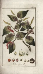 Fekete bors (Piper nigrum). Litográfia Johannes Zorn (1739-1799) "Afbeelding der Artseny-Gewassen" című művéből, Hollandia.