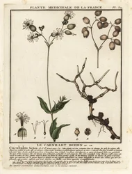 Hólyagkampó, Silene vulgaris.