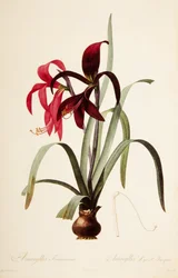Botanikus illusztráció/Redoubt/Sprekelia formosissima/Saint James Lily/Jacobean Lily