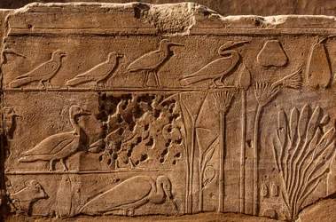 Thutmosis III. botanikus kert domborműves növény- és állatábrázolásokkal, karnaki templom, Luxor, Théba, Egyiptom, Afrika (fotó)