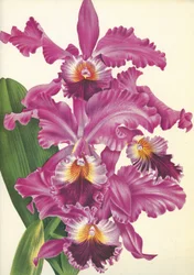 Botanikai tábla/Cattleya labiata var. Perfecta/Lindenia