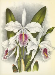Botanikai tábla/Cattleya maxima var. Virginis/Lindenia