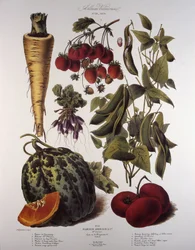 Botanikai tábla/Vilmorin