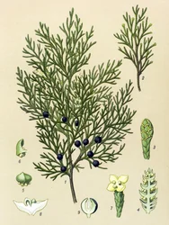 Botanikai tábla. Venenos (mérgező) és gyógynövény: Sabine boróka (Juniperus sabina)