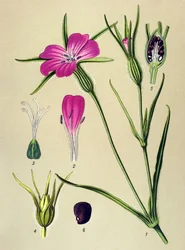 Botanikai tábla. Mérgező növény: konkoly (Agrostemma githago)