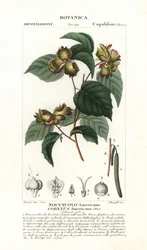 Botanikai tábla: mogyoró és mogyoró - Amerikai mogyoró, Corylus americana, Észak-Amerikában őshonos. Kézzel színezett rézmetszetű stipple-metszet Jussieu "Természettudományi szótár" című, 1837-es művéből. Stanghi metszete, rajzolta Pierre Jean-Francois T
