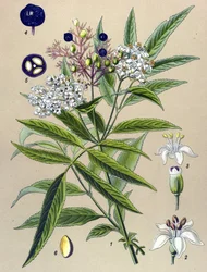Botanikai tábla, növény: Hieble bodza (Sambucus ebulus)