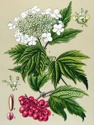 Botanikai tábla, növény: Viburnum opulus (Viburnum opulus)