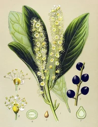 Botanikai tábla, növény: cseresznye öböl (Prunus Laurocerasus)