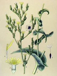Botanikai tábla, növény: vassaláta vagy vadsaláta (Lactuca virosa)