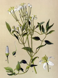 Botanikai tábla: mérgező és gyógynövény: Erect Clematis (Clematis recta)