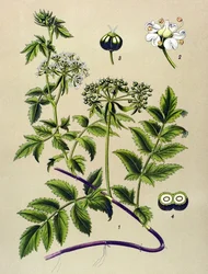 Botanikai tábla, erdei növény (mérgező): Berle (Berula angustifolia)