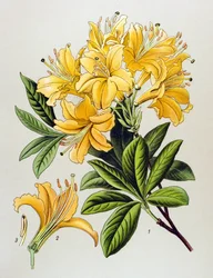 Botanikai tábla, erdei növény (mérgező): sárga azále (Rhododendron luteum)