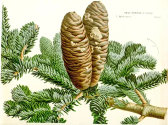 Botanikai illusztráció / Abies numidica / algériai jegenyefenyő / Numidie fenyő