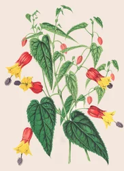 Botanikai illusztráció/Abutilon megapotamicum/Abutilon