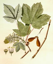 Botanikai illusztráció/Acer pseudoplatanus/Sycamore Maple