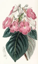 Botanikai illusztráció/Achimenes grandiflora/Achimene nagy virágai