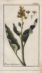 Botanika: rebarbara levelek - Rebarbara levelek, Rheum rhabarbarum. Kézzel színezett rézmetszet B. Thanner rajzáról Johannes Zorn "Icons plantarum medicinalium" című művéből, Németország.