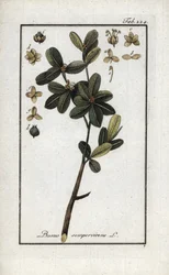 Páfrányfenyő vagy még zöld páfrányfenyő (Buxus sempervirens). Litográfia Johannes Zorn (1739-1799) "Afbeelding der Artseny-Gewassen" című művéből, Hollandia.