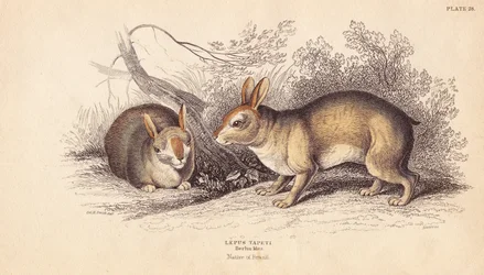 Brazil nyúl, Sylvilagus brasiliensis (Lepus tapeti). A Berlini Múzeumban található példányok alapján. Lizars kézzel színezett acélmetszete Charles Hamilton Smith illusztrációja után, William Jardine