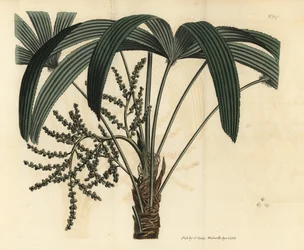 Széles levelű botpálma, Rhapis excelsa (hím törpe földi rattan, Rhapis flabelliformis mas)