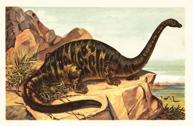 Brontosaurus excelsus, a gigantikus négylábú sau1908 kihalt faja (litográfia)
