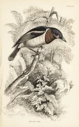 Barna torkú csóka, Platysteira cyanea (Show tody, Platystera lobata). William Lizars kézzel színezett acélmetszete William Swainson illusztrációja után Sir William Jardine Naturalist