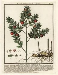 Mészárseprű, Ruscus aculeatus.