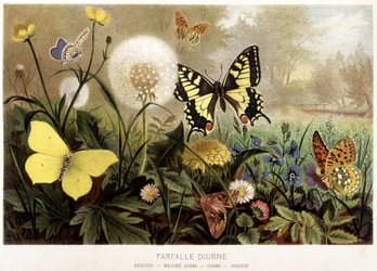 Pillangók a hóban az „Állatok életében”, A.E. Brehm, Torino